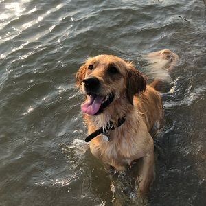 Meet your Posher, Alexa